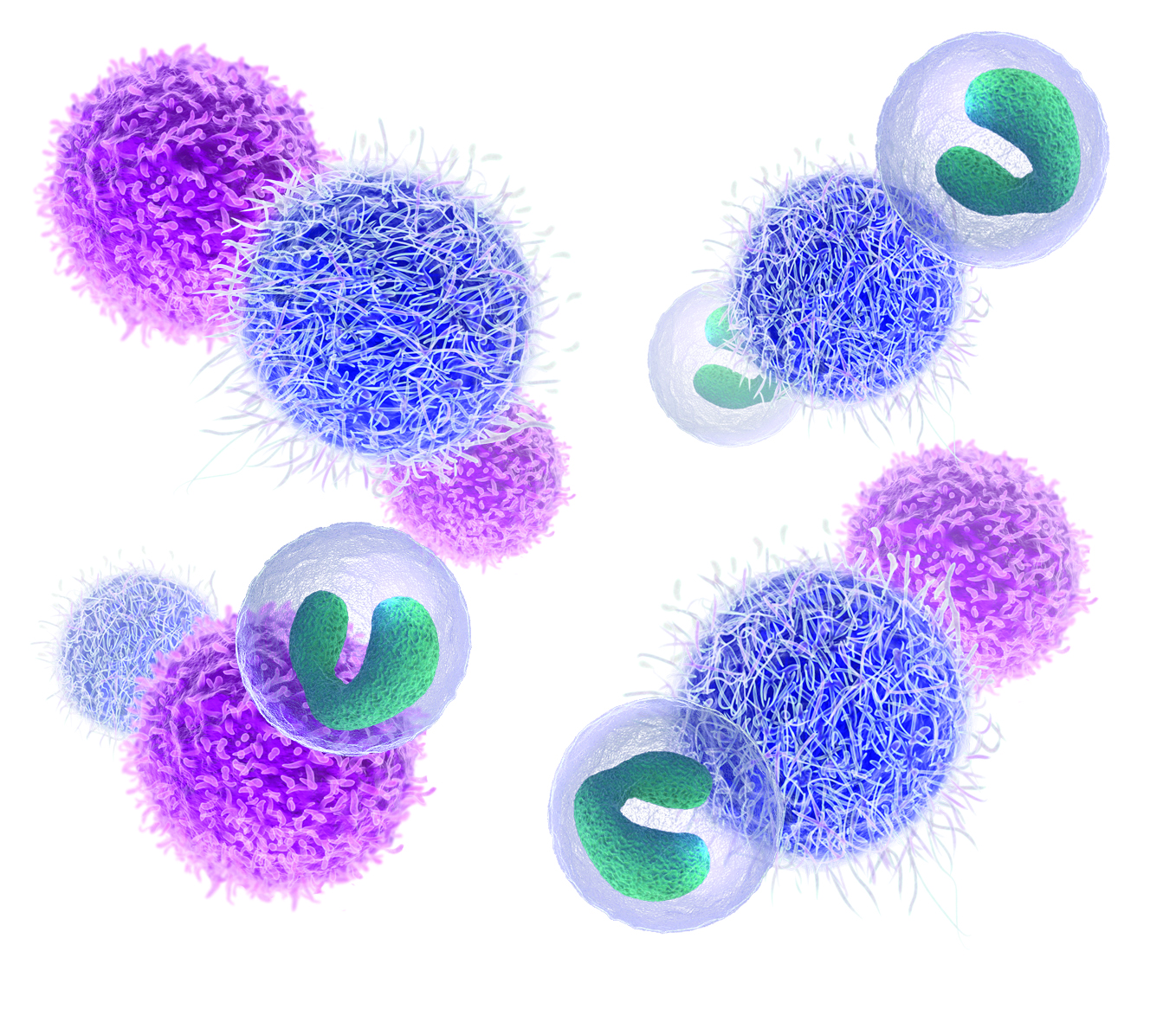 Fresh vs Frozen Human PBMCs: A Comparative Guide